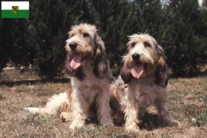 Read more about the article Criadores de Grand Basset Griffon Vendéen e cachorros na Saxónia