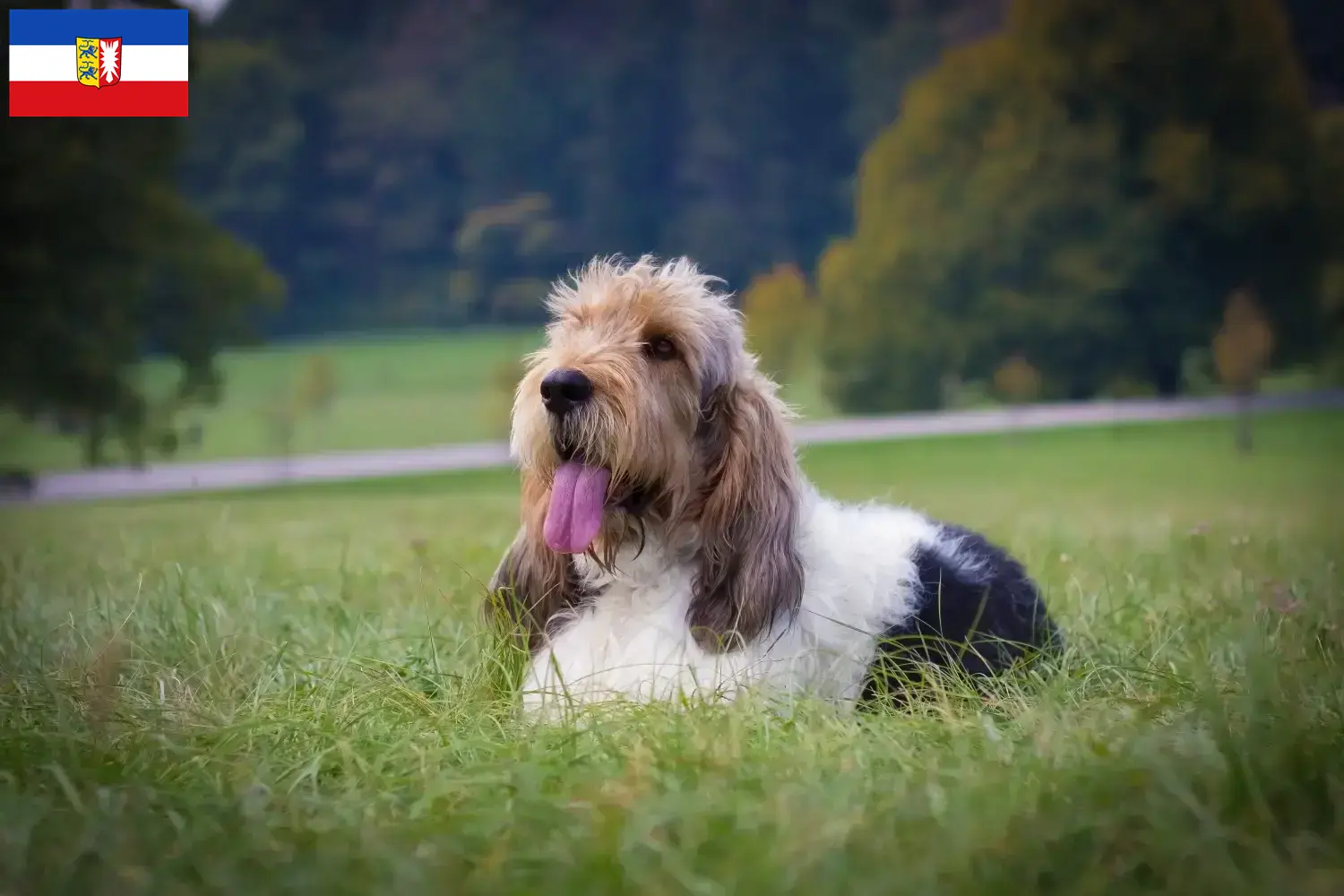 Read more about the article Criadores de Grand Basset Griffon Vendéen e cachorros em Schleswig-Holstein