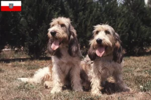 Read more about the article Criadores de Grand Basset Griffon Vendéen e cachorros na Turíngia