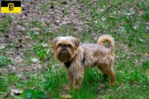 Read more about the article Criadores de Griffon Anão Belga e cachorros em Baden-Württemberg