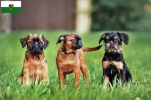 Read more about the article Criadores de Griffon Anão Belga e cachorros em Saxónia