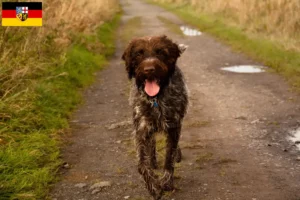 Read more about the article Griffon d’arrêt à poil dur Criador e cachorros em Sarre