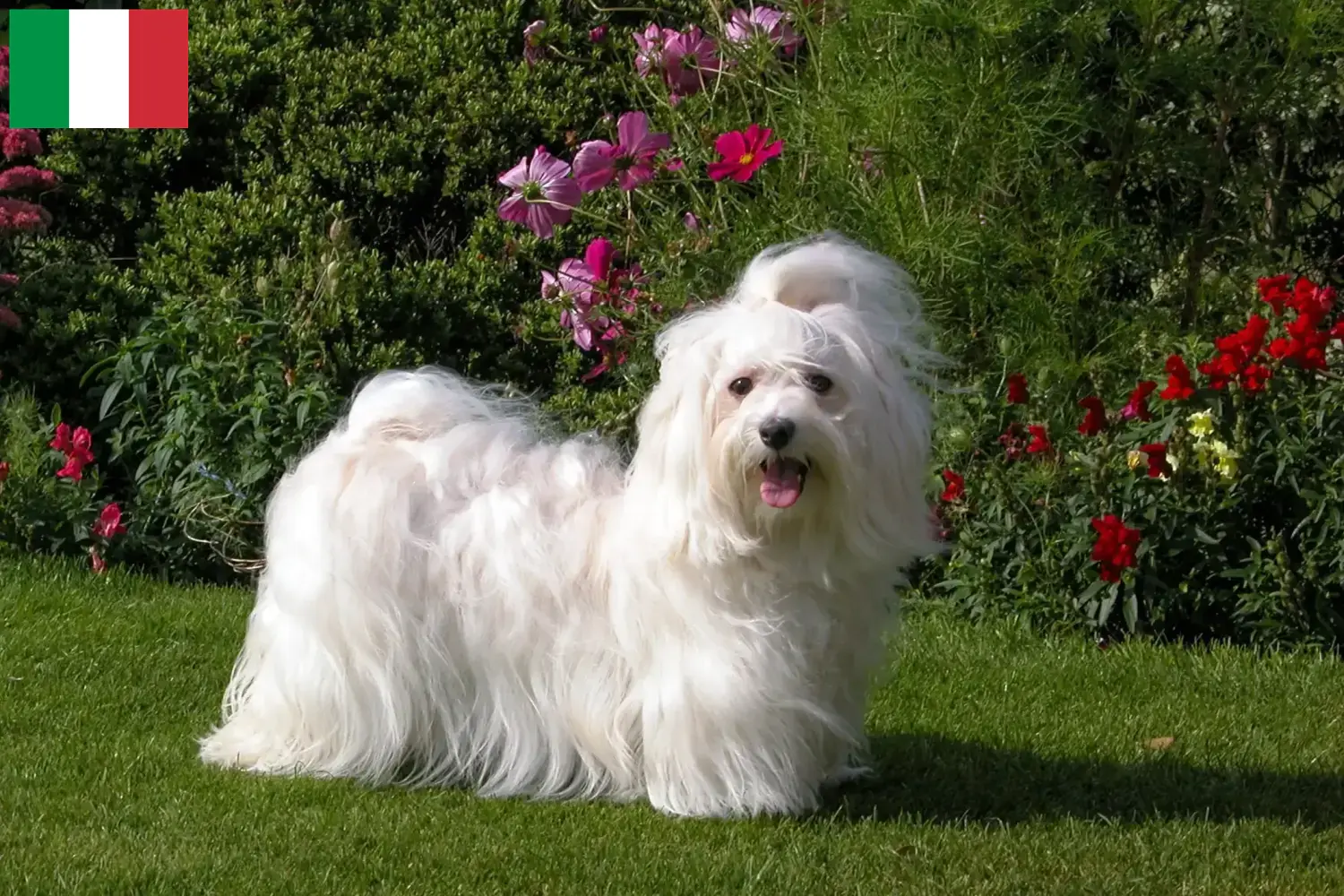 Read more about the article Criadores de Havanese e cachorros em Itália