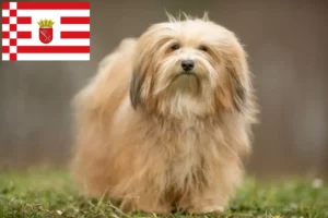 Read more about the article Criadores de Havanese e cachorros em Bremen