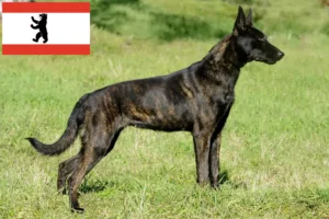 Read more about the article Hollandse Herdershond criadores e cachorros em Berlim