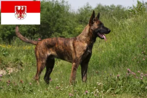 Read more about the article Hollandse Herdershond criadores e cachorros em Brandenburg