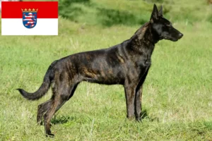 Read more about the article Hollandse Herdershond criadores e cachorros em Hessen