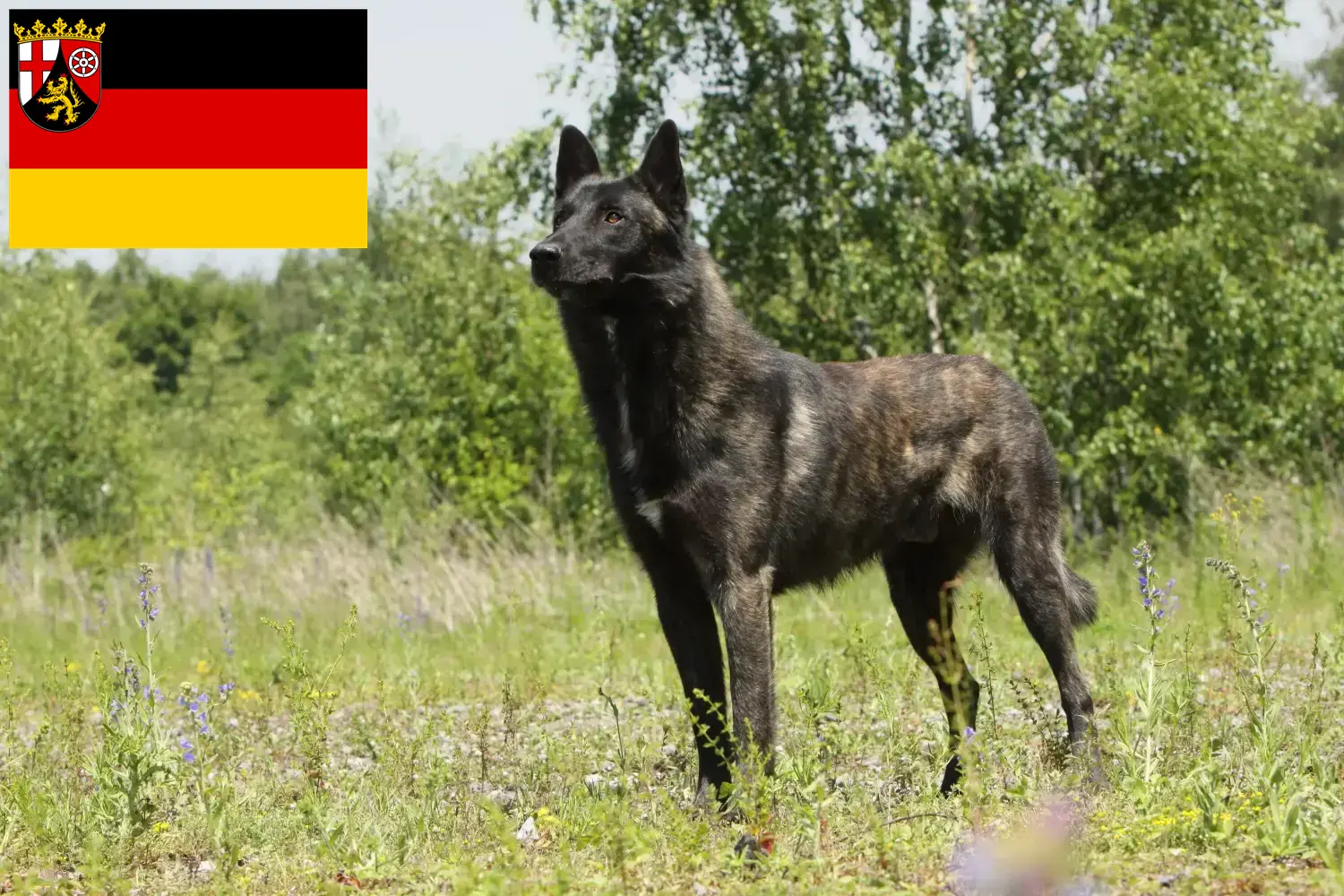 Read more about the article Hollandse Herdershond criadores e cachorros na Renânia-Palatinado