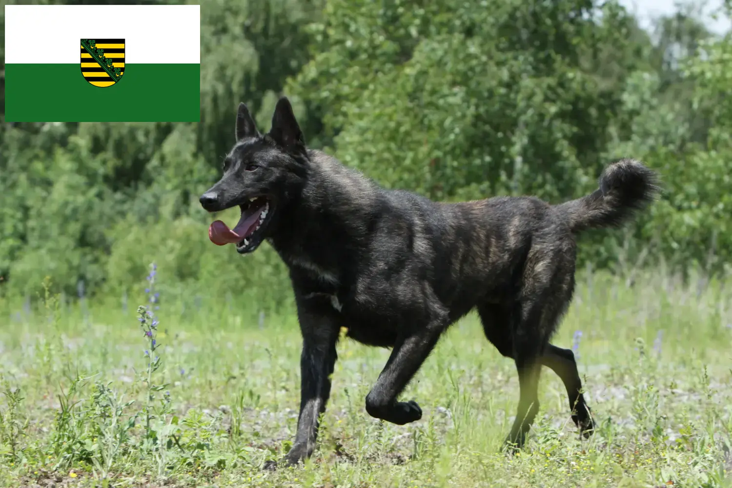 Read more about the article Hollandse Herdershond criadores e cachorros na Saxónia