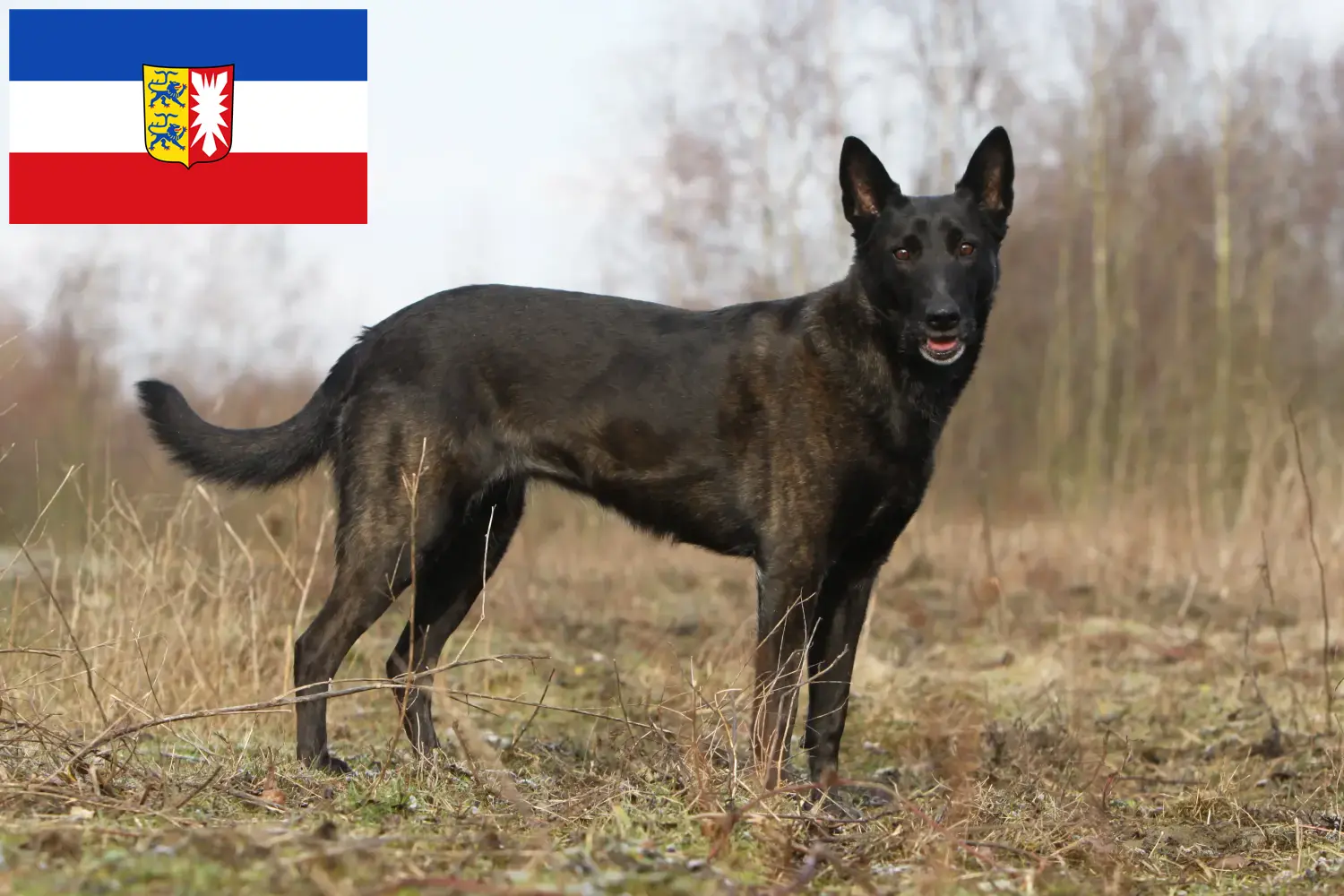 Read more about the article Hollandse Herdershond criadores e cachorros em Schleswig-Holstein