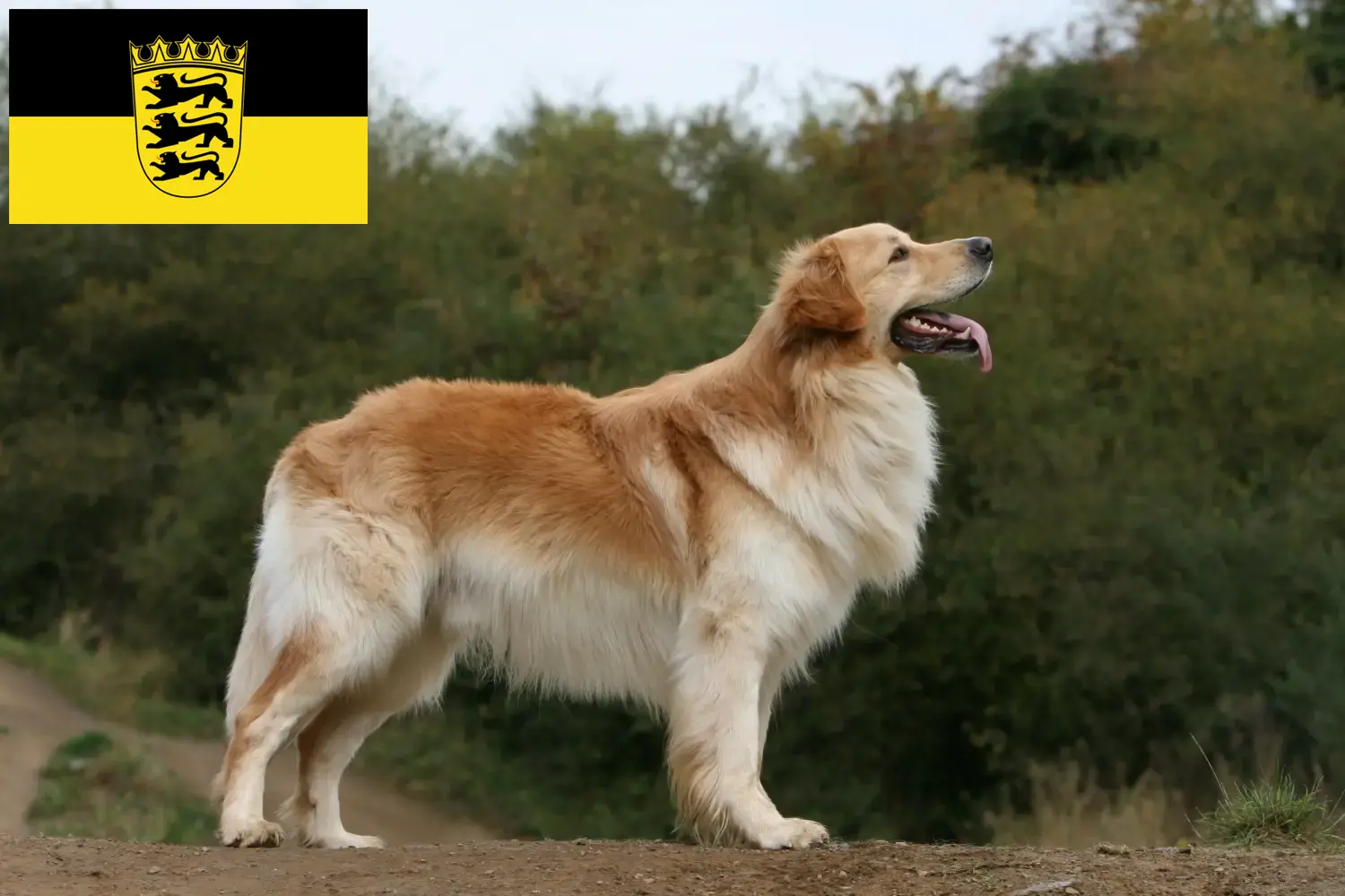 Read more about the article Criadores de Hovawart e cachorros em Baden-Württemberg