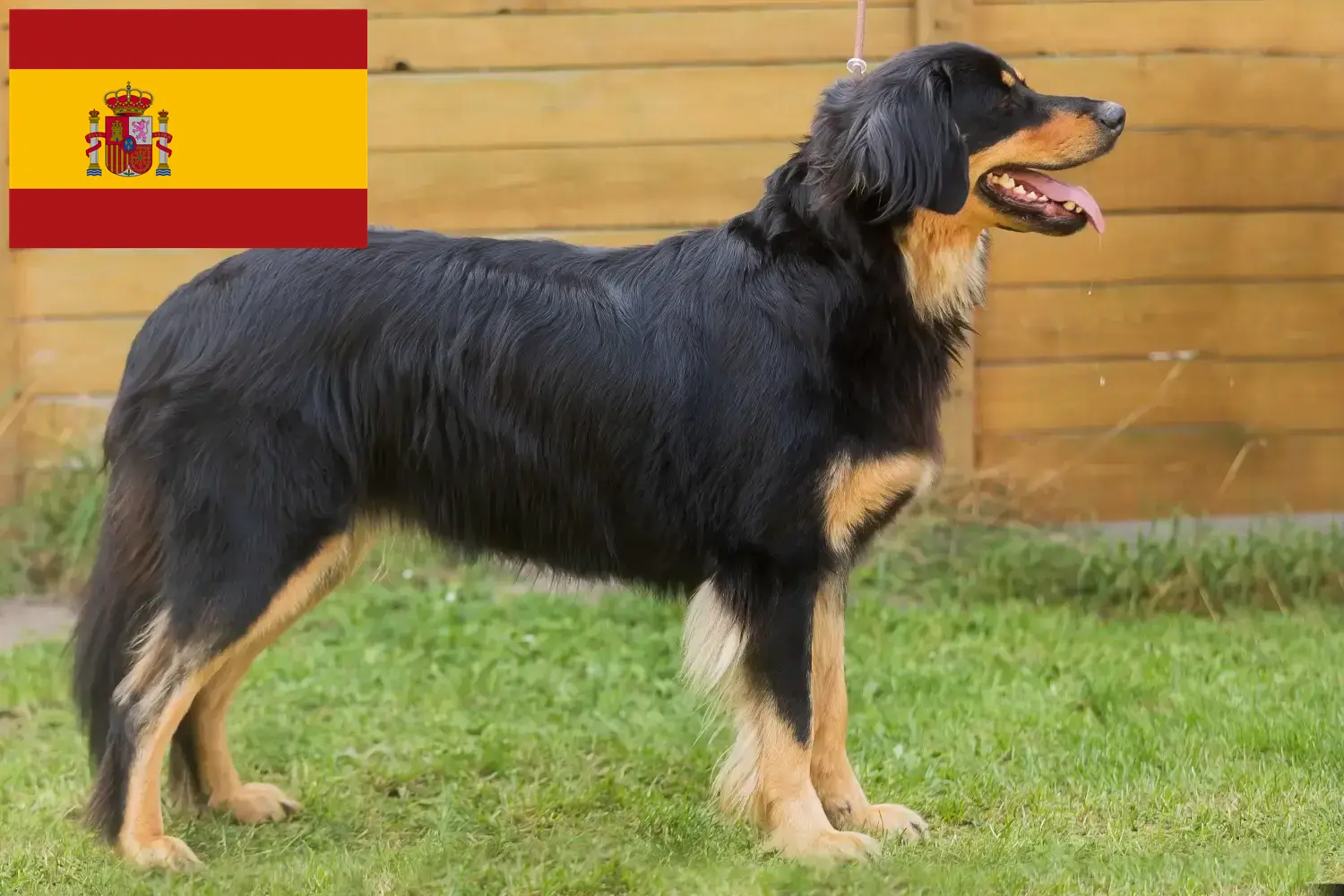 Read more about the article Criadores de Hovawart e cachorros em Espanha