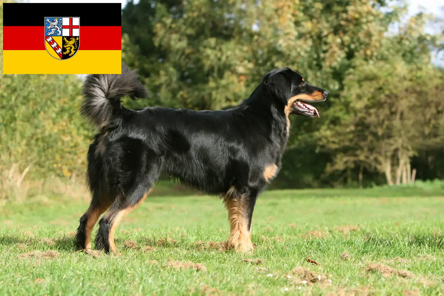 Read more about the article Criadores de Hovawart e cachorros em Saarland