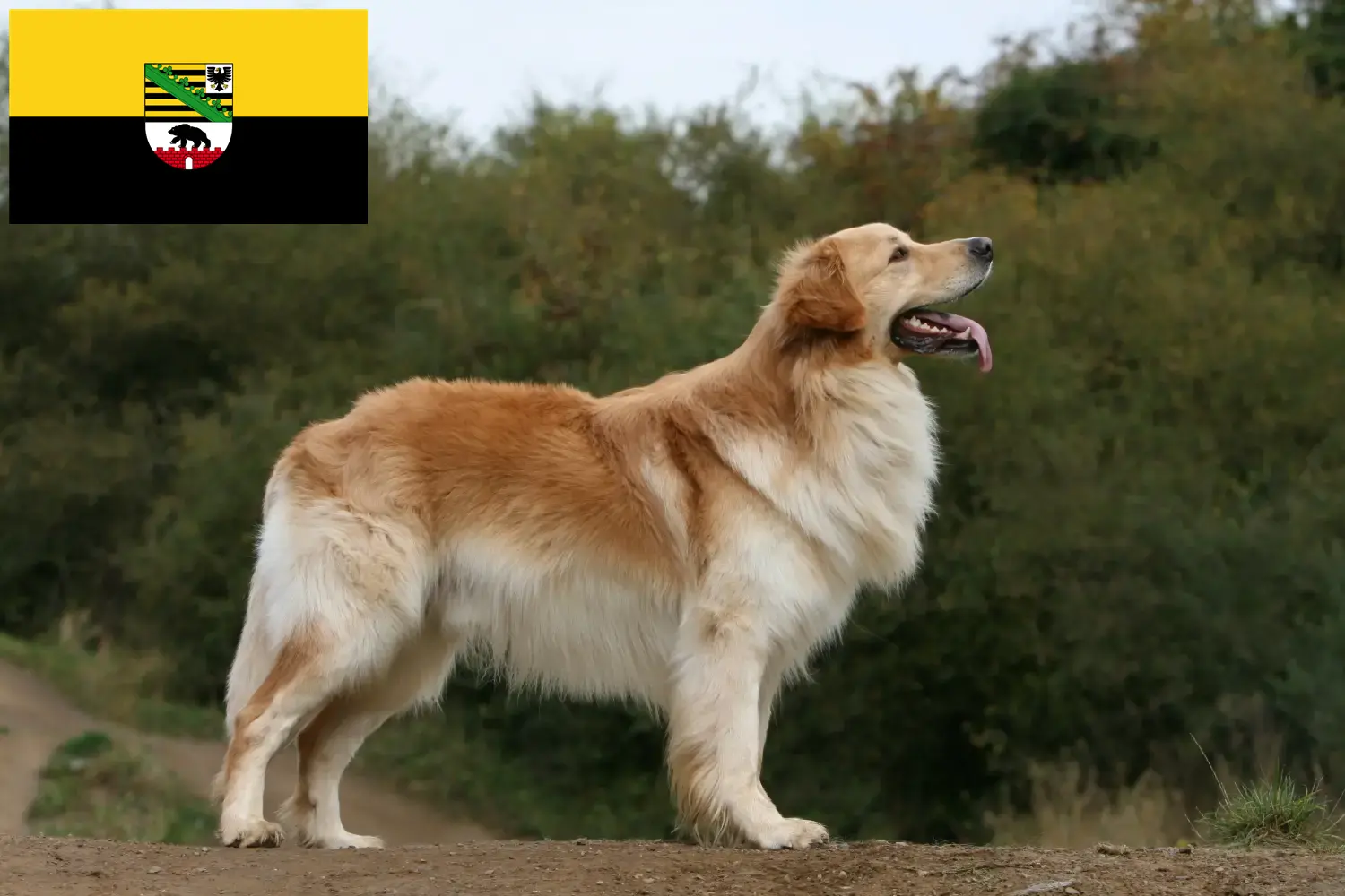 Read more about the article Criadores de Hovawart e cachorros em Saxónia-Anhalt