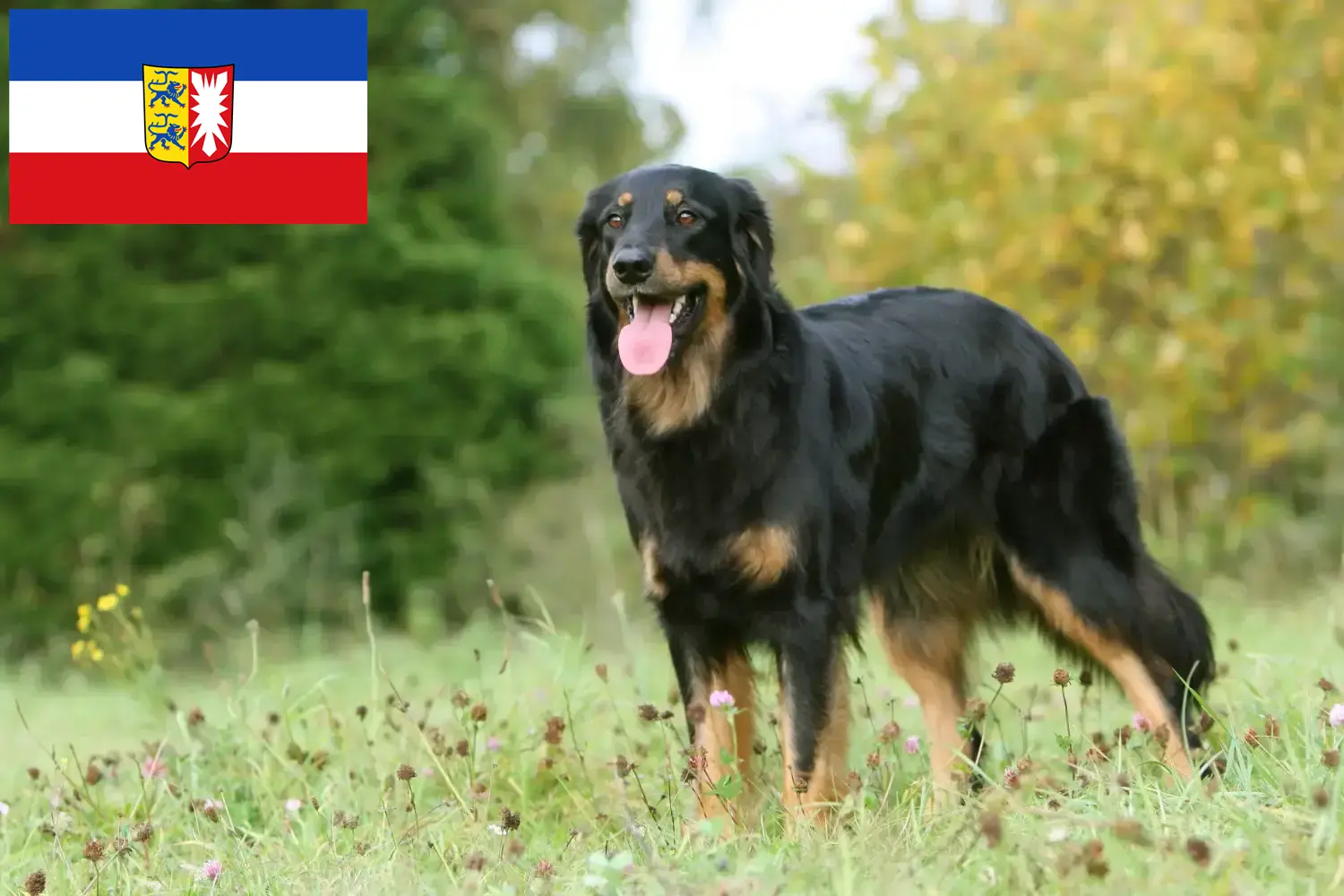 Read more about the article Criadores de Hovawart e cachorros em Schleswig-Holstein