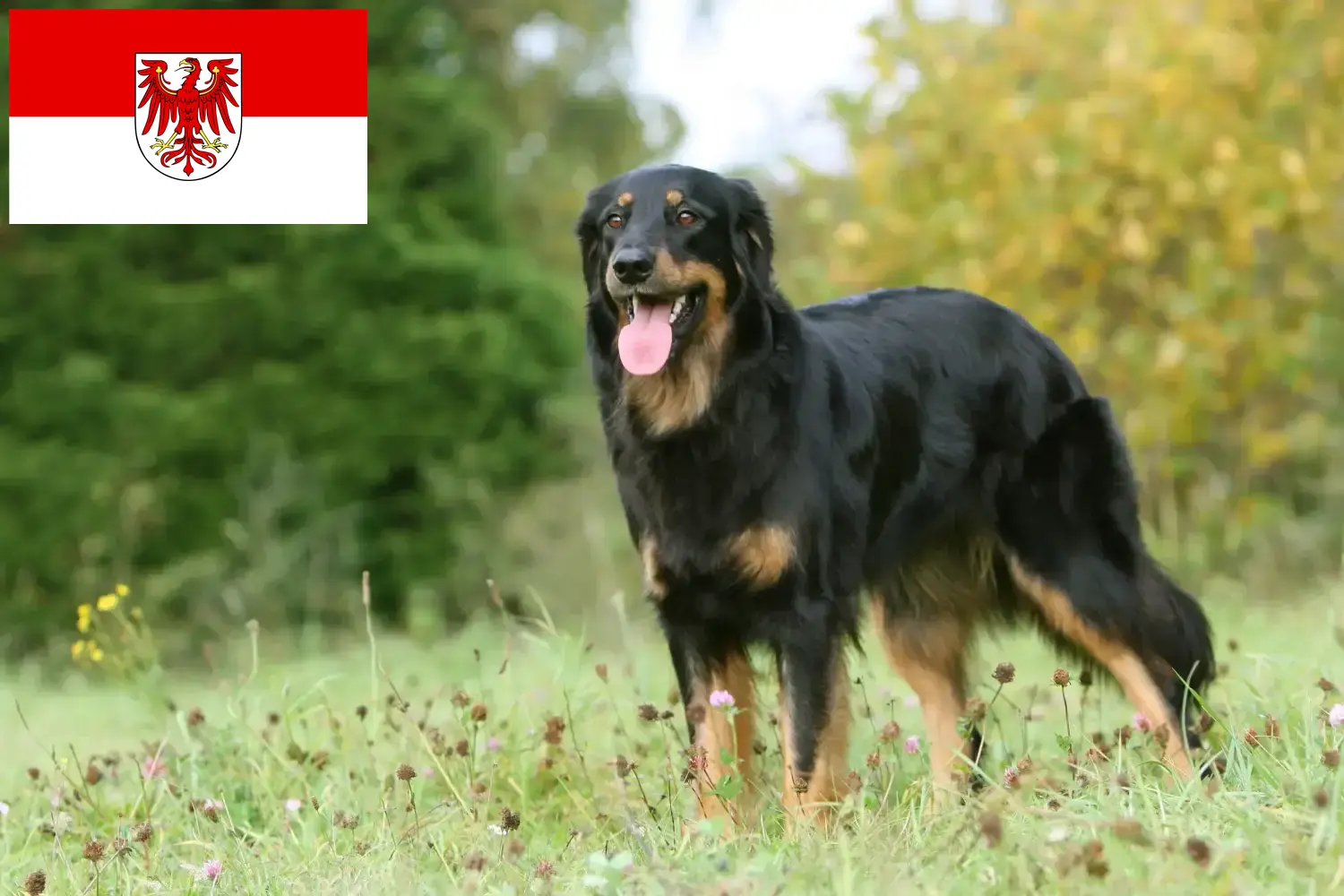 Read more about the article Criadores de Hovawart e cachorros em Brandenburg