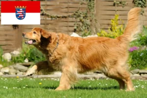 Read more about the article Criadores de Hovawart e cachorros em Hessen