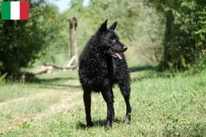 Read more about the article Criadores de Hrvatski ovčar e cachorros em Itália