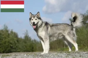 Read more about the article Criadores de Husky e cachorros na Hungria