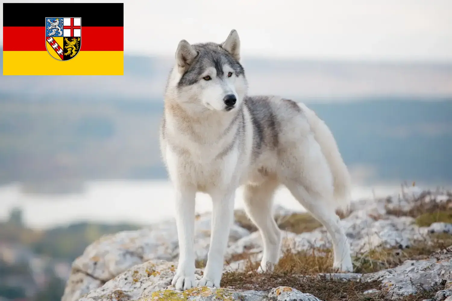 Read more about the article Criadores de Husky e cachorros em Sarre