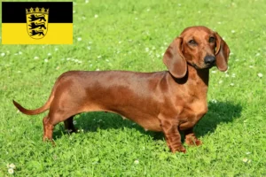 Read more about the article Criadores de Dachshund e cachorros em Baden-Württemberg