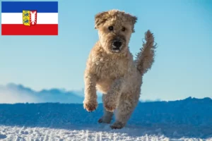 Read more about the article Criadores de Irish Soft Coated Wheaten Terrier e cachorros em Schleswig-Holstein