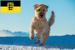 Read more about the article Criadores e cachorros de Irish Soft Coated Wheaten Terrier em Baden-Württemberg