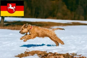 Read more about the article Criadores e cachorros de Irish Soft Coated Wheaten Terrier na Baixa Saxónia