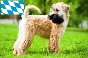 Read more about the article Criadores e cachorros de Irish Soft Coated Wheaten Terrier na Baviera