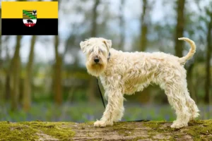 Read more about the article Criadores de Irish Soft Coated Wheaten Terrier e cachorros em Saxónia-Anhalt