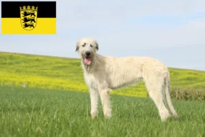 Read more about the article Criadores de Irish Wolfhound e cachorros em Baden-Württemberg