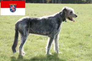 Read more about the article Criadores de Irish Wolfhound e cachorros em Hessen