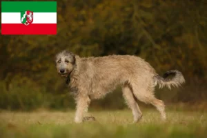 Read more about the article Criadores de Irish Wolfhound e cachorros na Renânia do Norte-Vestefália