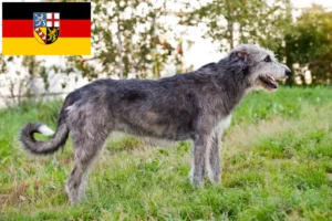 Read more about the article Criadores de Irish Wolfhound e cachorros em Saarland