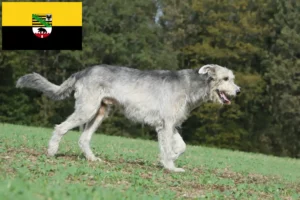 Read more about the article Criadores de Irish Wolfhound e cachorros em Saxónia-Anhalt