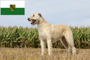 Read more about the article Criadores de Irish Wolfhound e cachorros em Saxónia