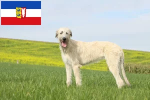 Read more about the article Criadores de Irish Wolfhound e cachorros em Schleswig-Holstein