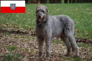 Read more about the article Criadores de Irish Wolfhound e cachorros em Thuringia