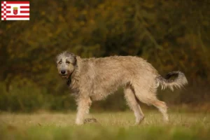 Read more about the article Criadores de Irish Wolfhound e cachorros em Bremen