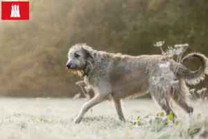 Read more about the article Criadores de Irish Wolfhound e cachorros em Hamburgo