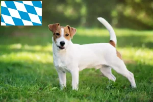 Read more about the article Criadores de Jack Russell e cachorros na Baviera