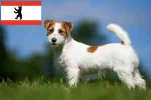 Read more about the article Criadores de Jack Russell e cachorros em Berlim