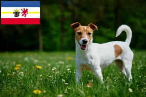 Read more about the article Criadores de Jack Russell e cachorros em Mecklenburg-Vorpommern