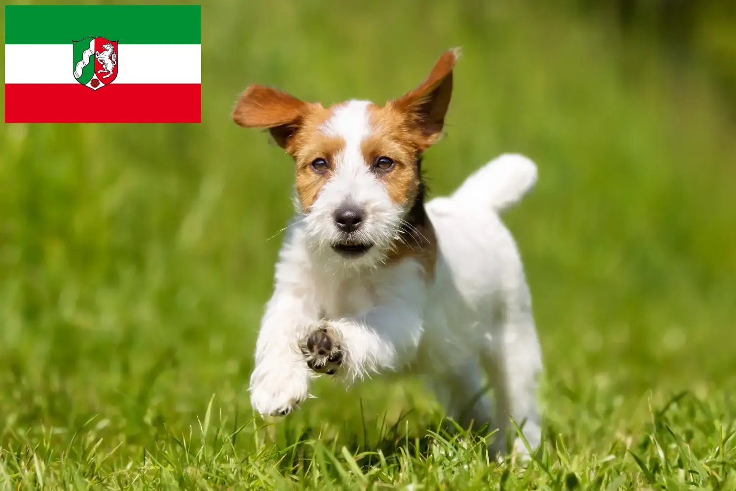 Read more about the article Criadores de Jack Russell e cachorros na Renânia do Norte-Vestefália