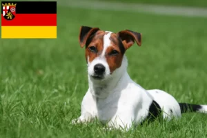 Read more about the article Criadores de Jack Russell e cachorros em Renânia-Palatinado