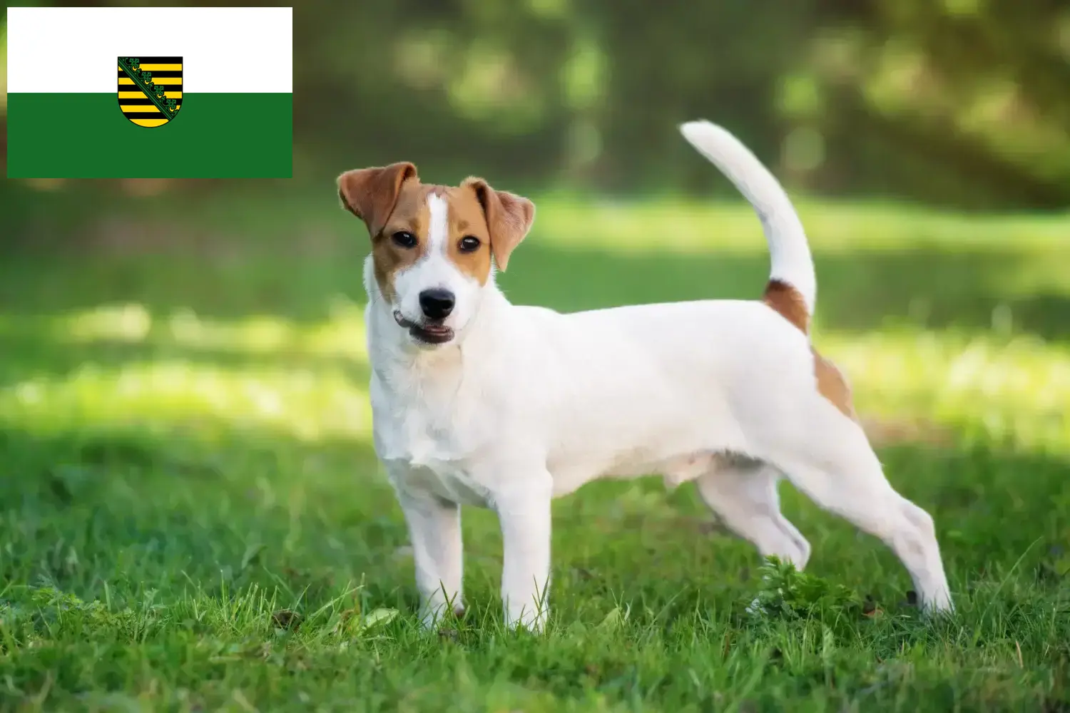 Read more about the article Criadores de Jack Russell e cachorros na Saxónia