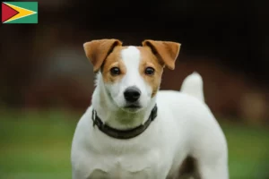 Read more about the article Criadores de Jack Russell e cachorros na Guiana