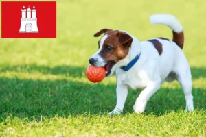 Read more about the article Criadores de Jack Russell e cachorros em Hamburgo