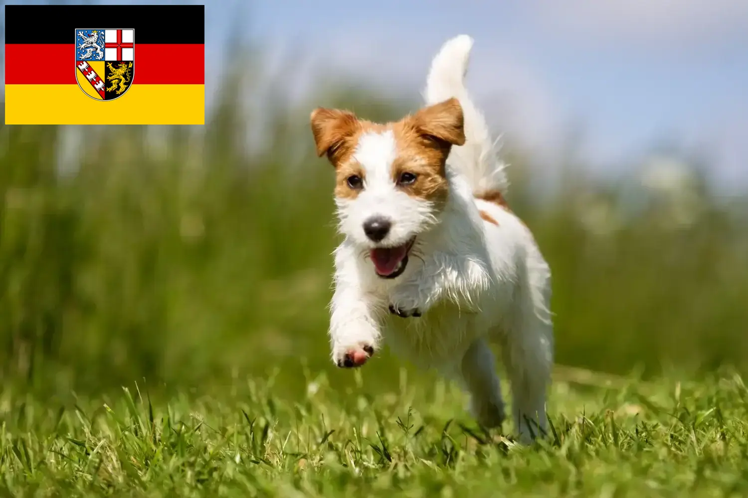 Read more about the article Criadores de Jack Russell e cachorros em Saarland