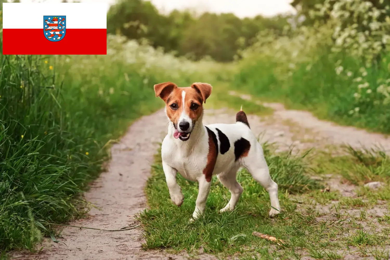 Read more about the article Criadores de Jack Russell e cachorros em Thuringia